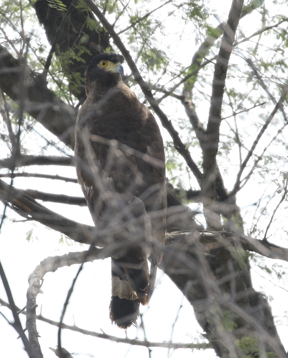 Crested Serpent-Eagle - ML615845153