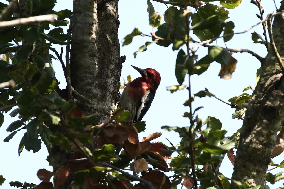 Pic à poitrine rouge - ML615845193