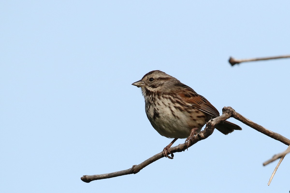 Song Sparrow - ML615845253