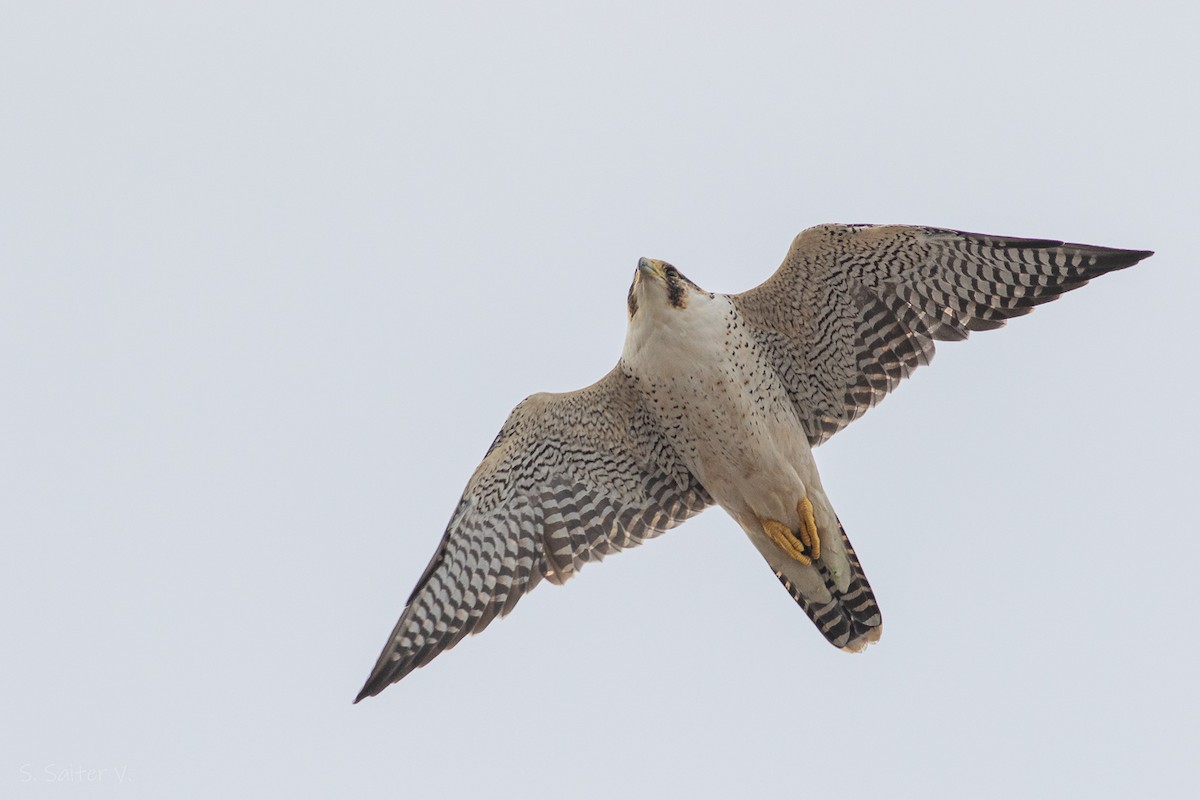 Peregrine Falcon (South American) - ML615845268