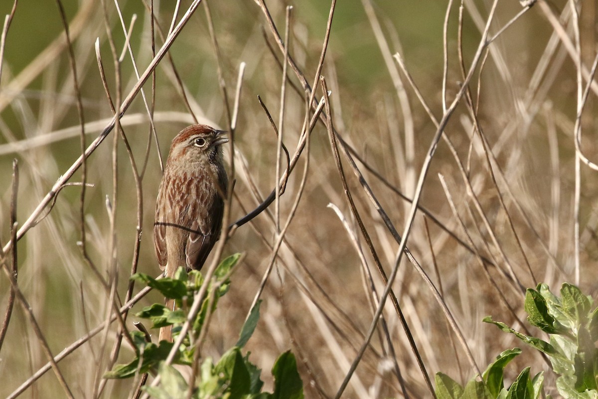 Rufous-crowned Sparrow - Kevin Pietrzak