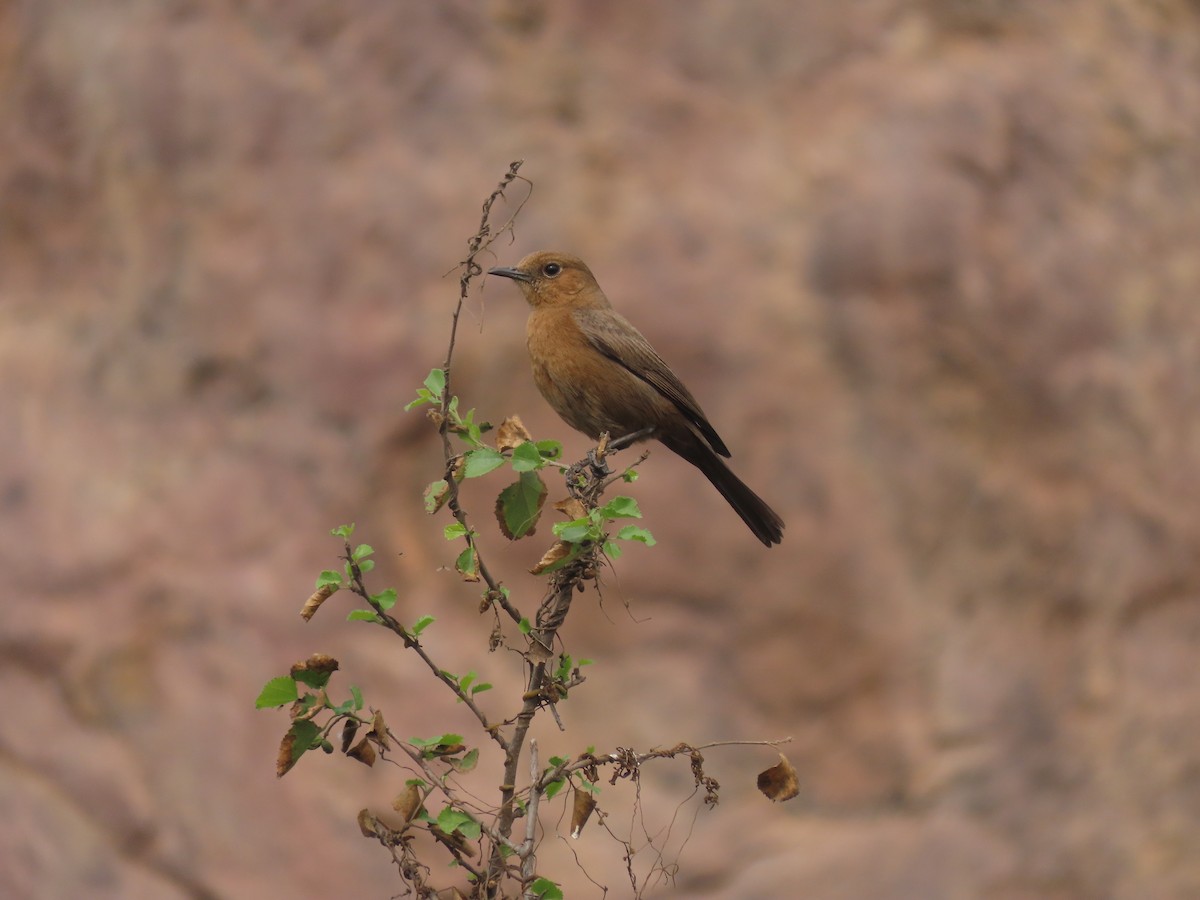 Brown Rock Chat - ML615845283