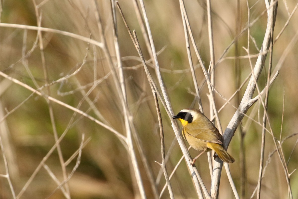 Common Yellowthroat - ML615845294