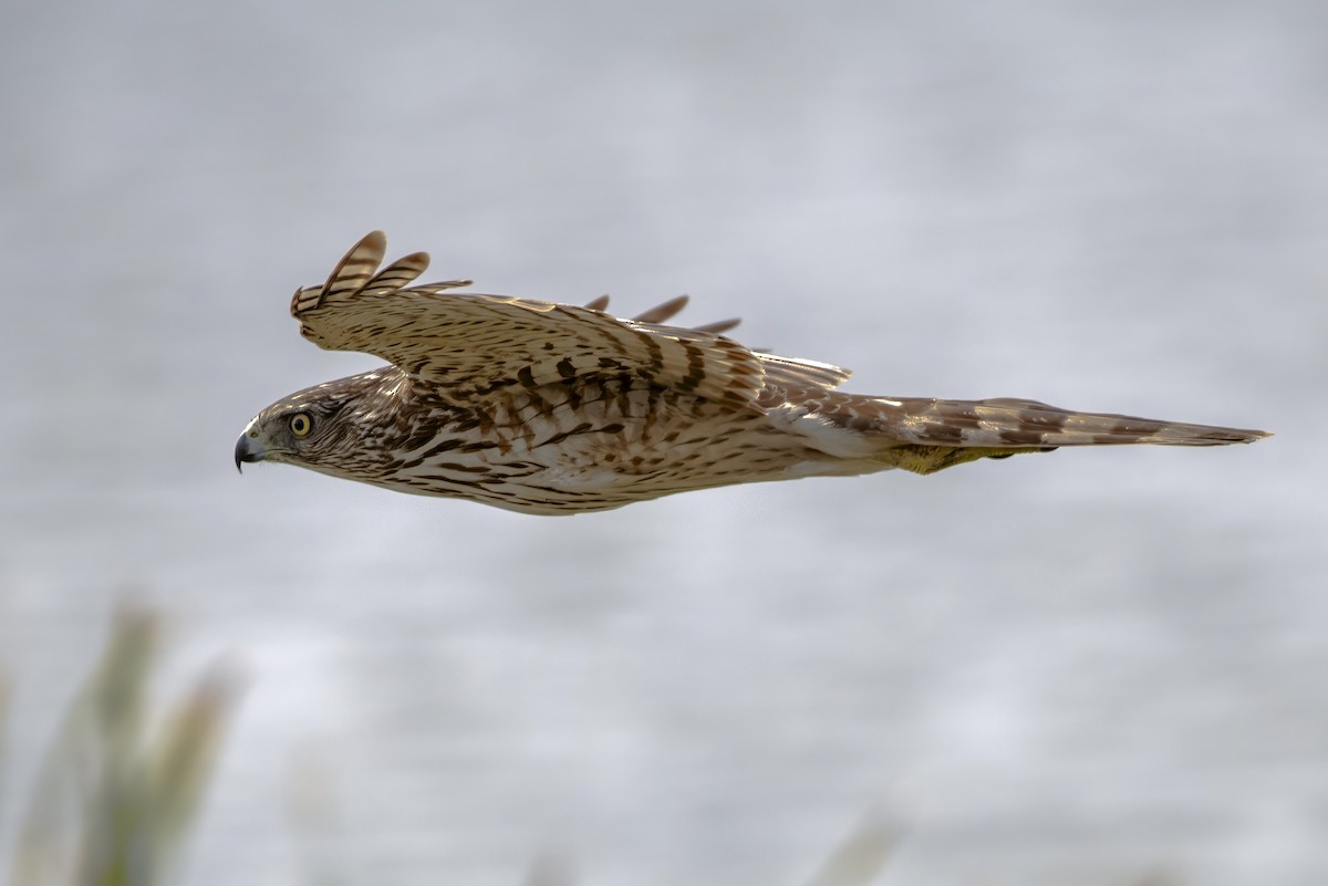 Cooper's Hawk - ML615845341