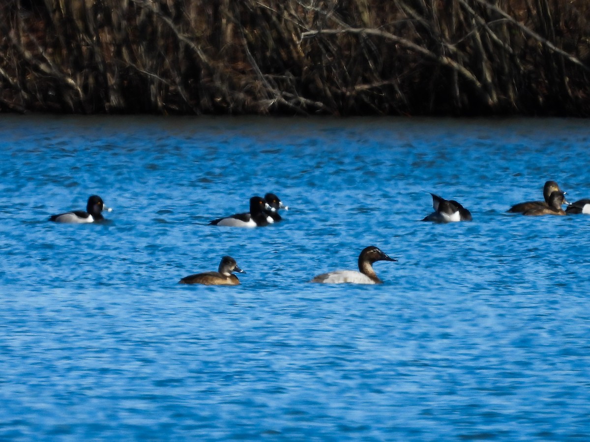 Canvasback - ML615845420