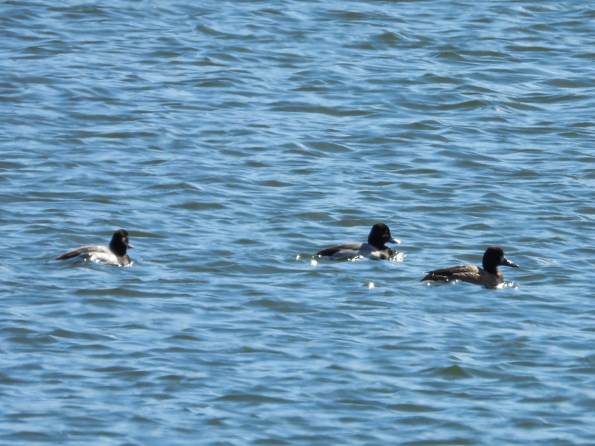 Lesser Scaup - ML615845426