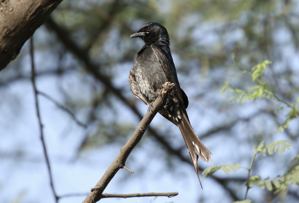 Black Drongo - ML615845435