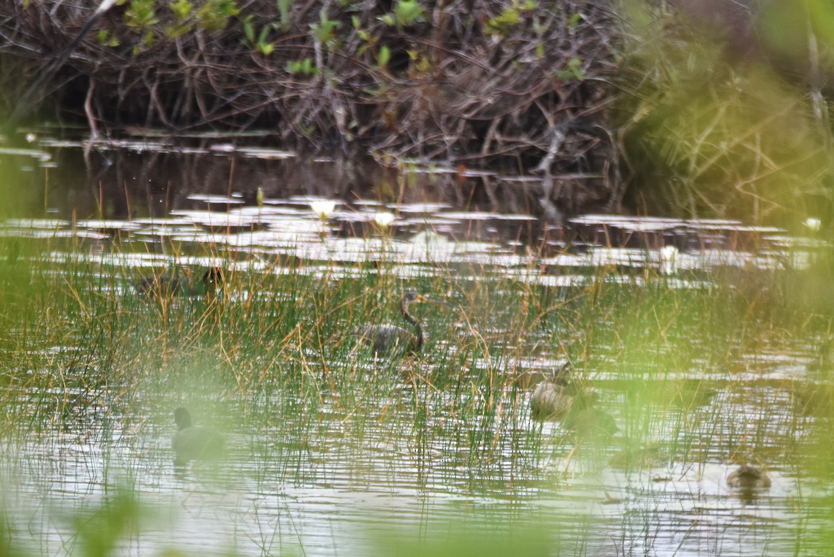 Tricolored Heron - ML615845458