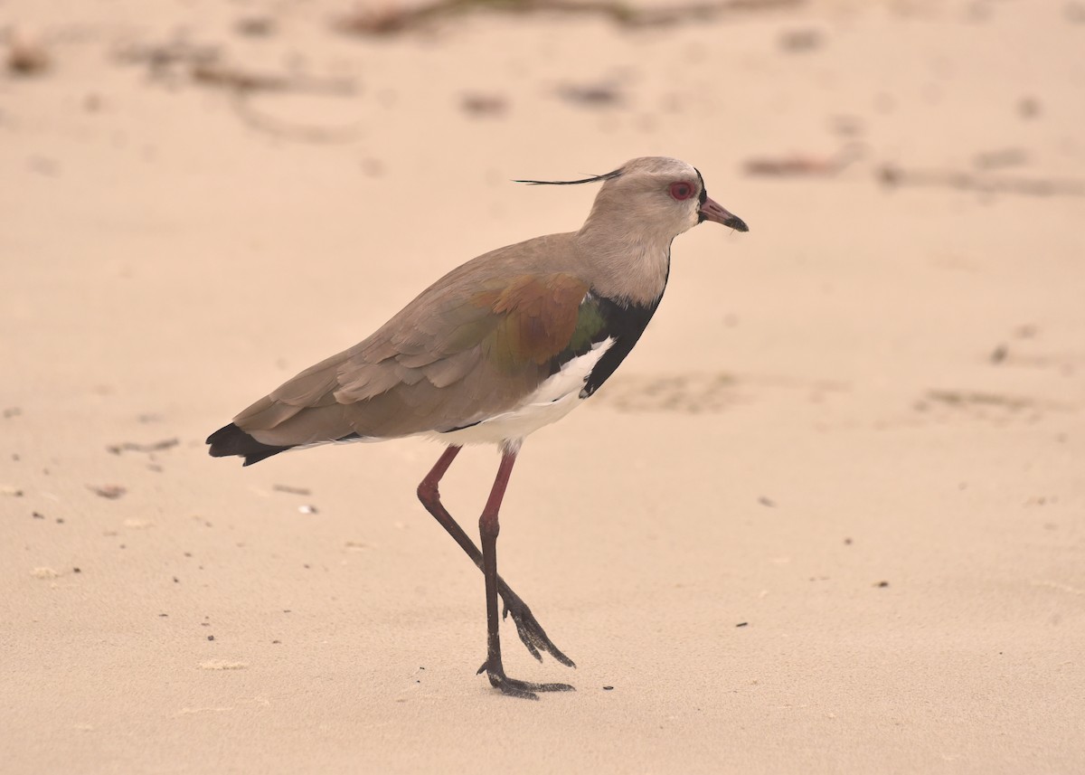 Southern Lapwing - ML615845479