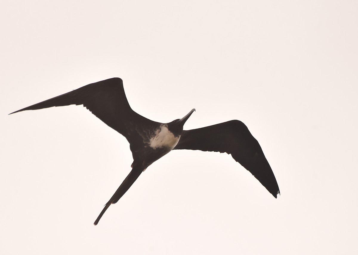 Magnificent Frigatebird - ML615845496