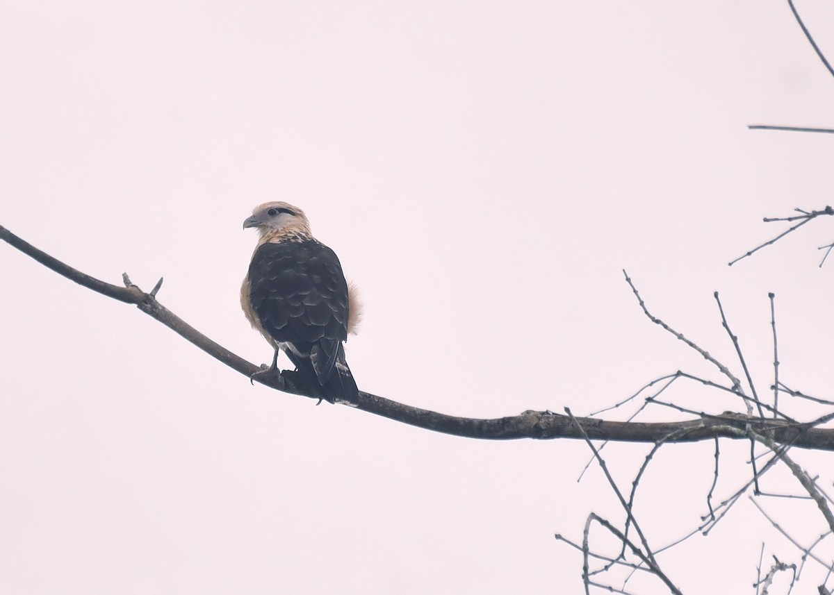 Caracara Chimachima - ML615845516