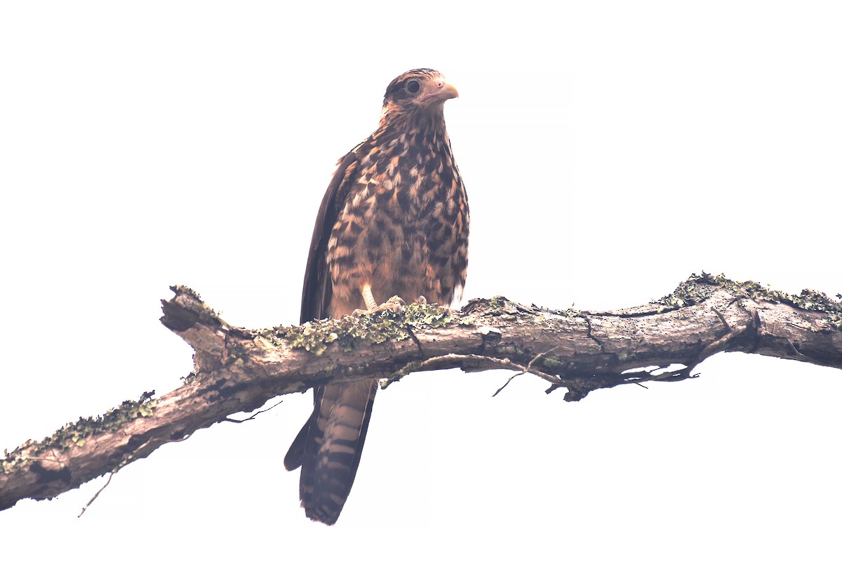 Yellow-headed Caracara - Luiz Moschini