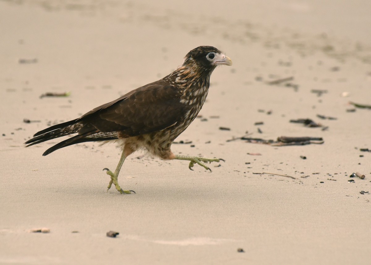 Yellow-headed Caracara - ML615845520