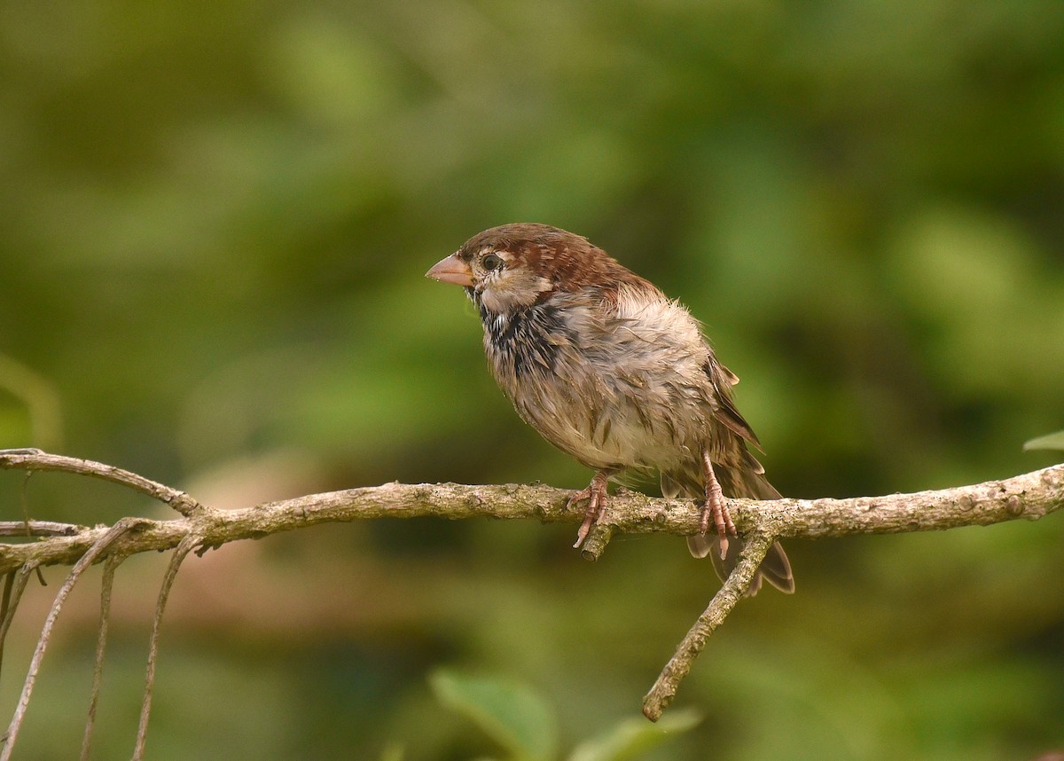 House Sparrow - ML615845543