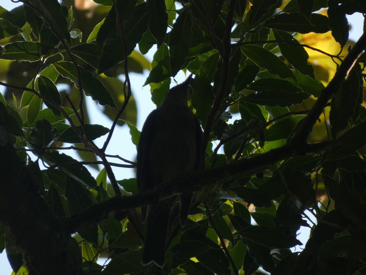 Mountain Thrush - ML615845545