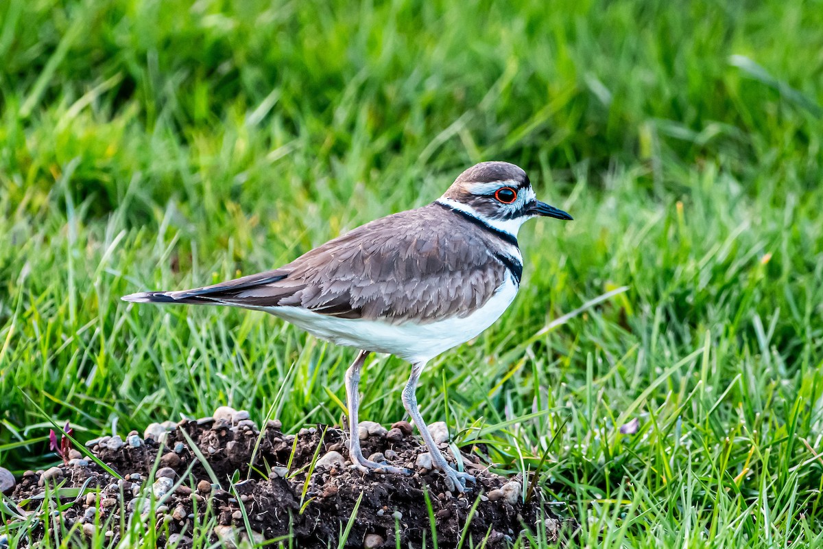 Killdeer - Brandon Lloyd