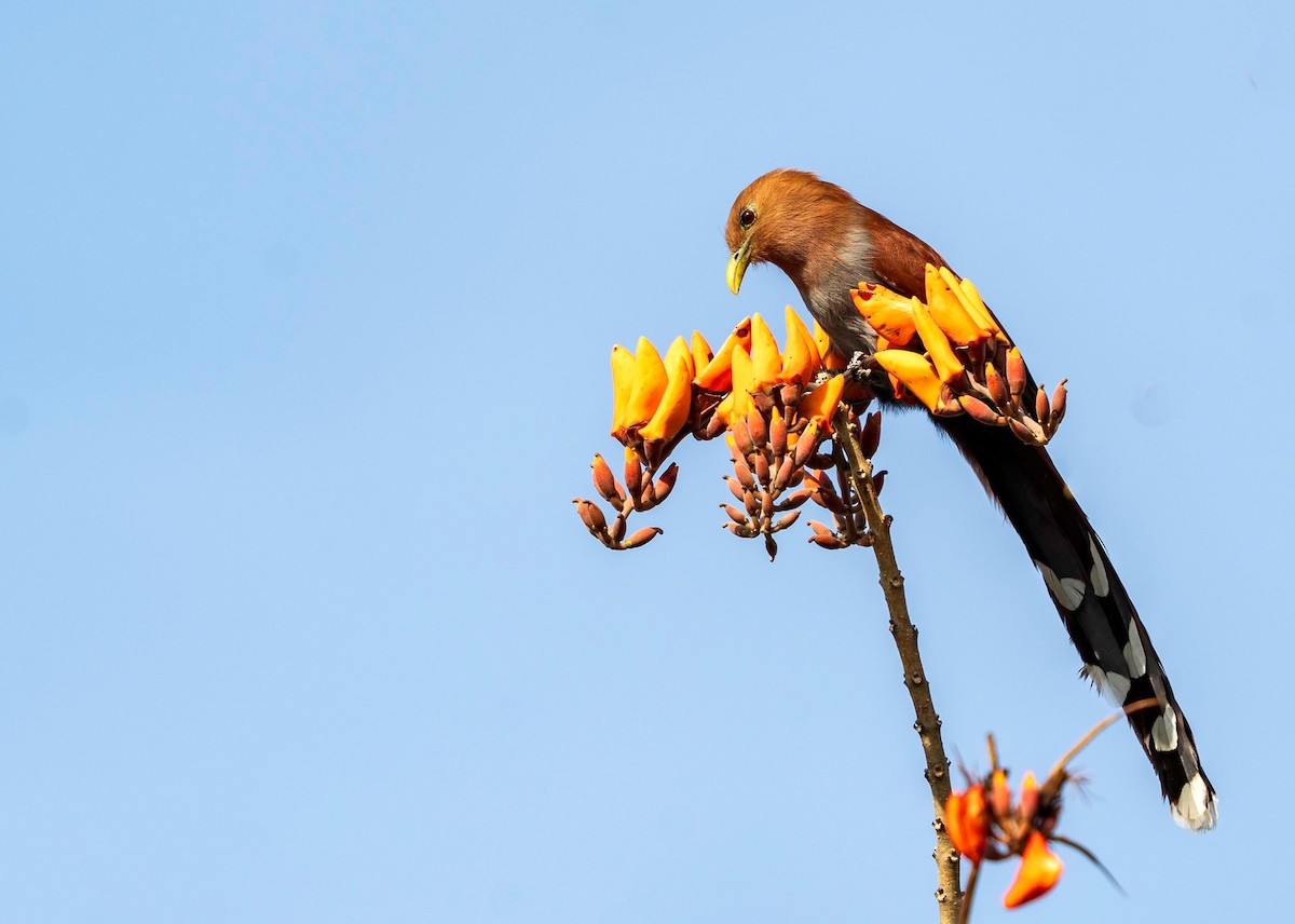 Common Squirrel-Cuckoo - ML615845636