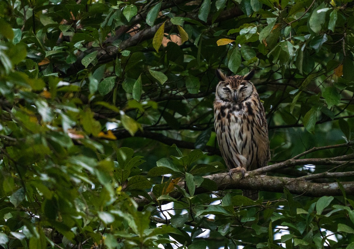 Striped Owl - Sherry Rosen