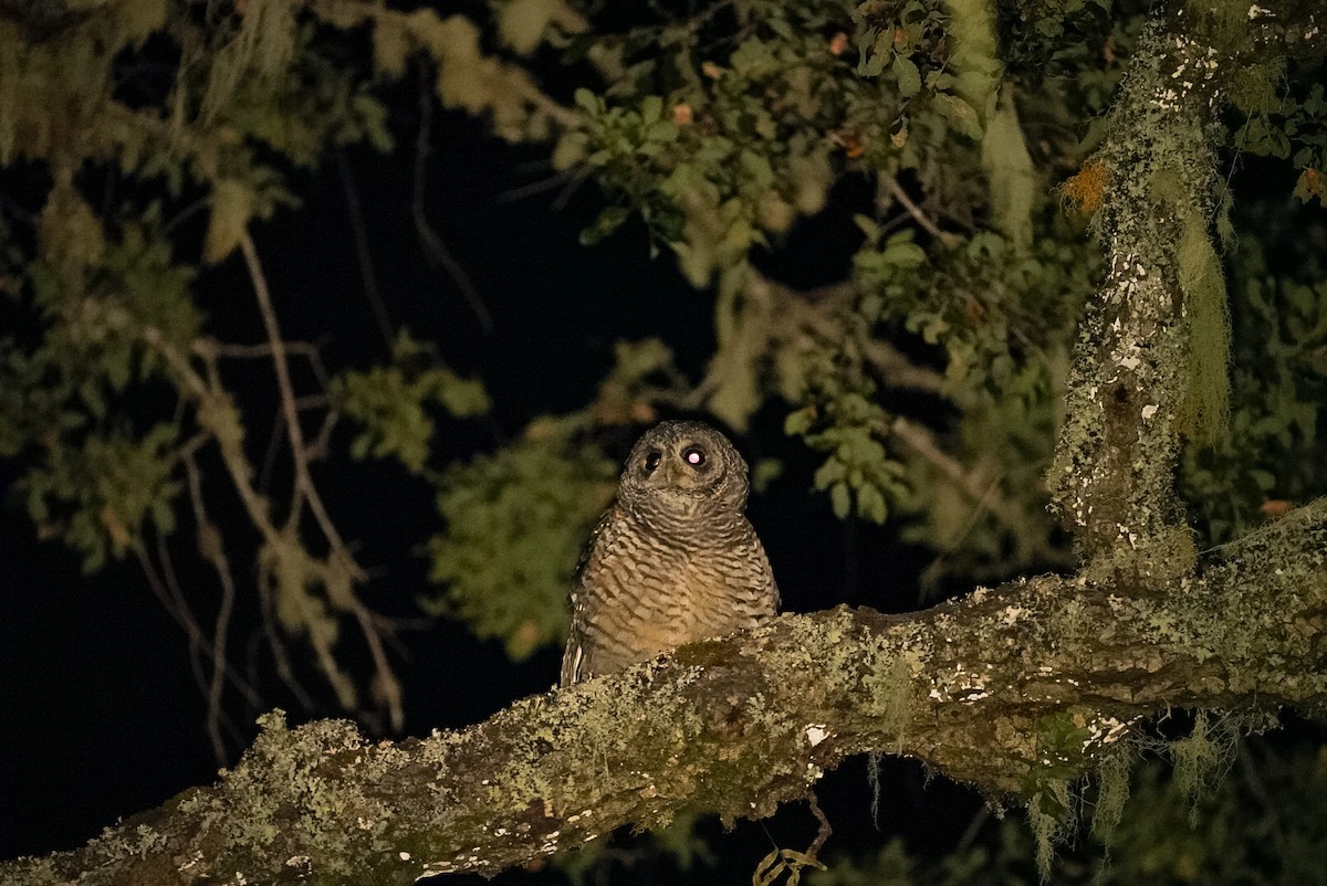 Rufous-legged Owl - Pablo Jaque Bopp