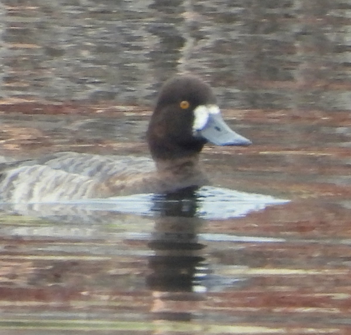 Greater Scaup - ML615845704