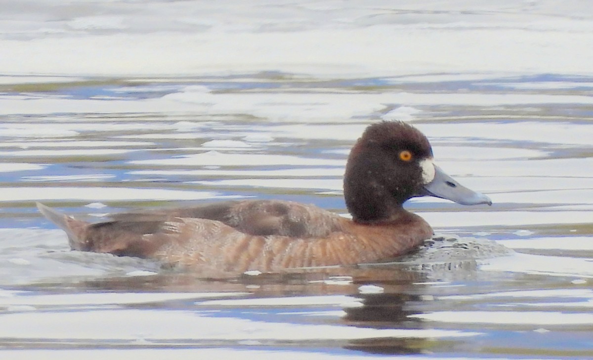 Greater Scaup - ML615845714