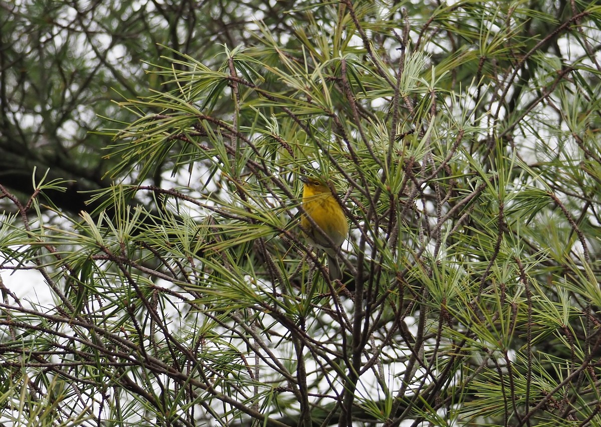 Pine Warbler - ML615845751