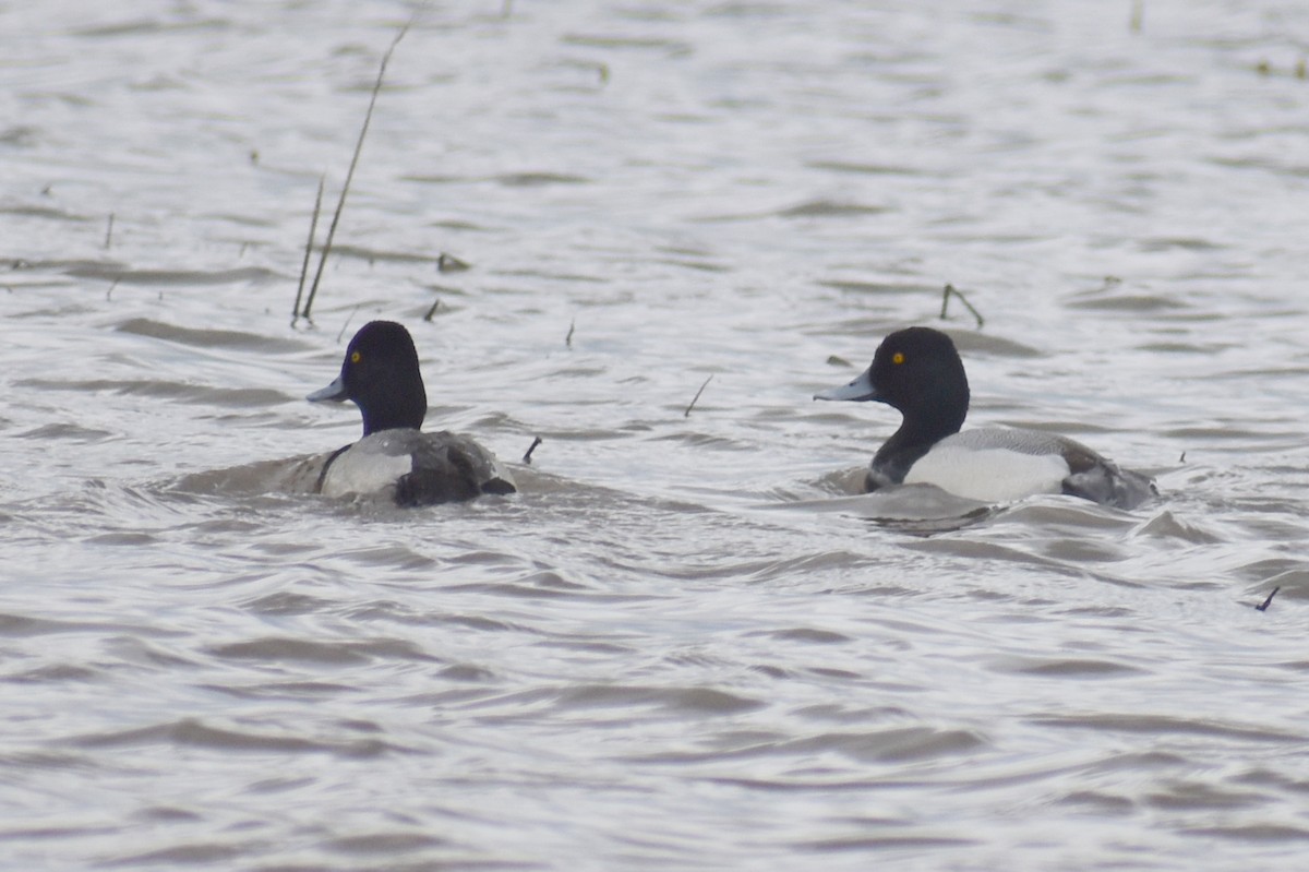 Lesser Scaup - ML615845847