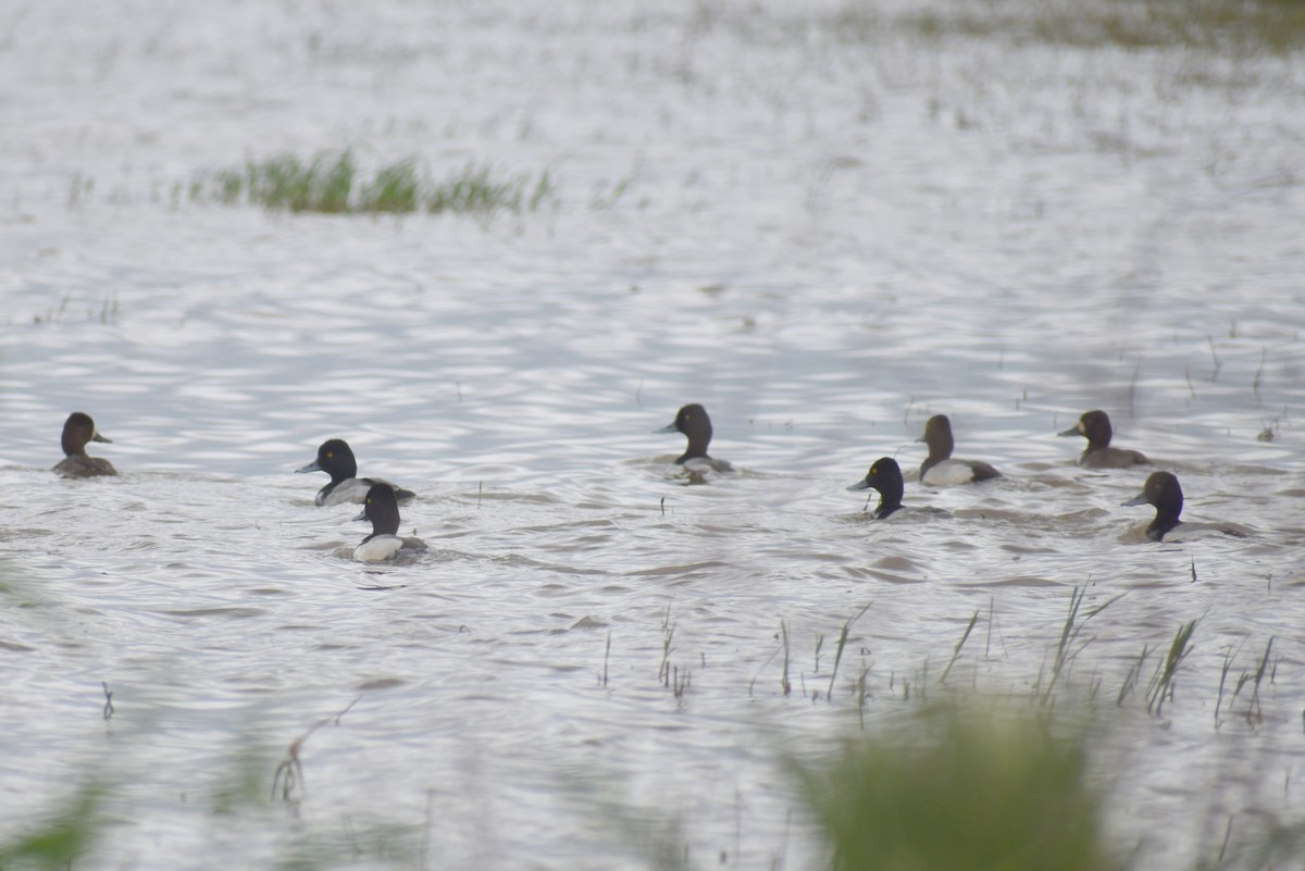 Lesser Scaup - ML615845862