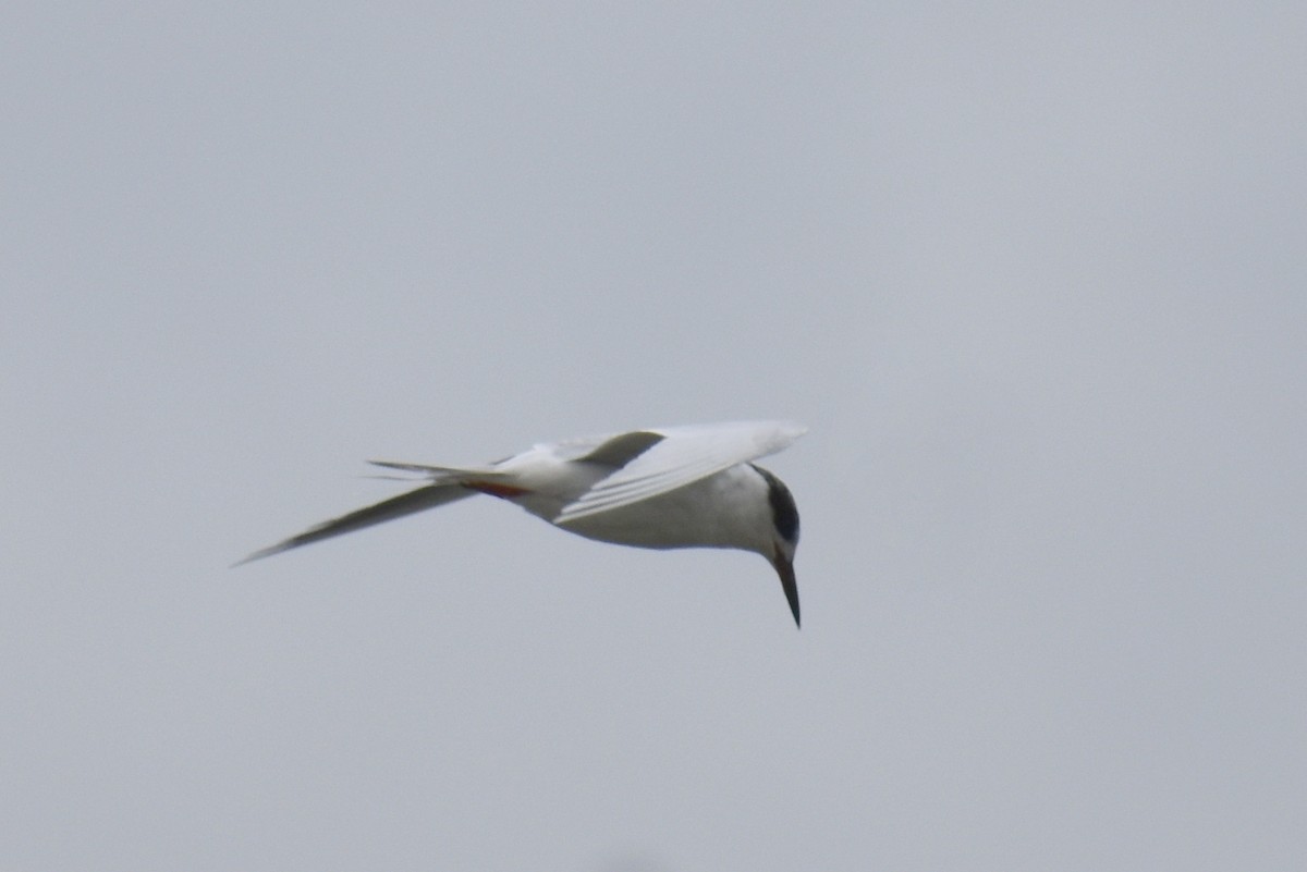 Forster's Tern - ML615845942