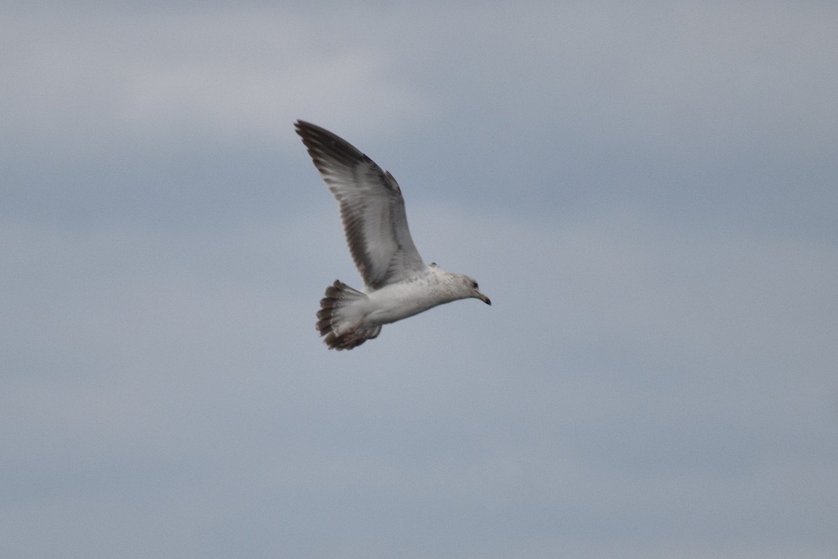 Ring-billed Gull - Claire H