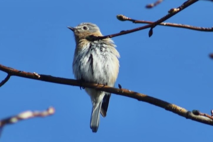 Eastern Bluebird - Matt  Papuchis