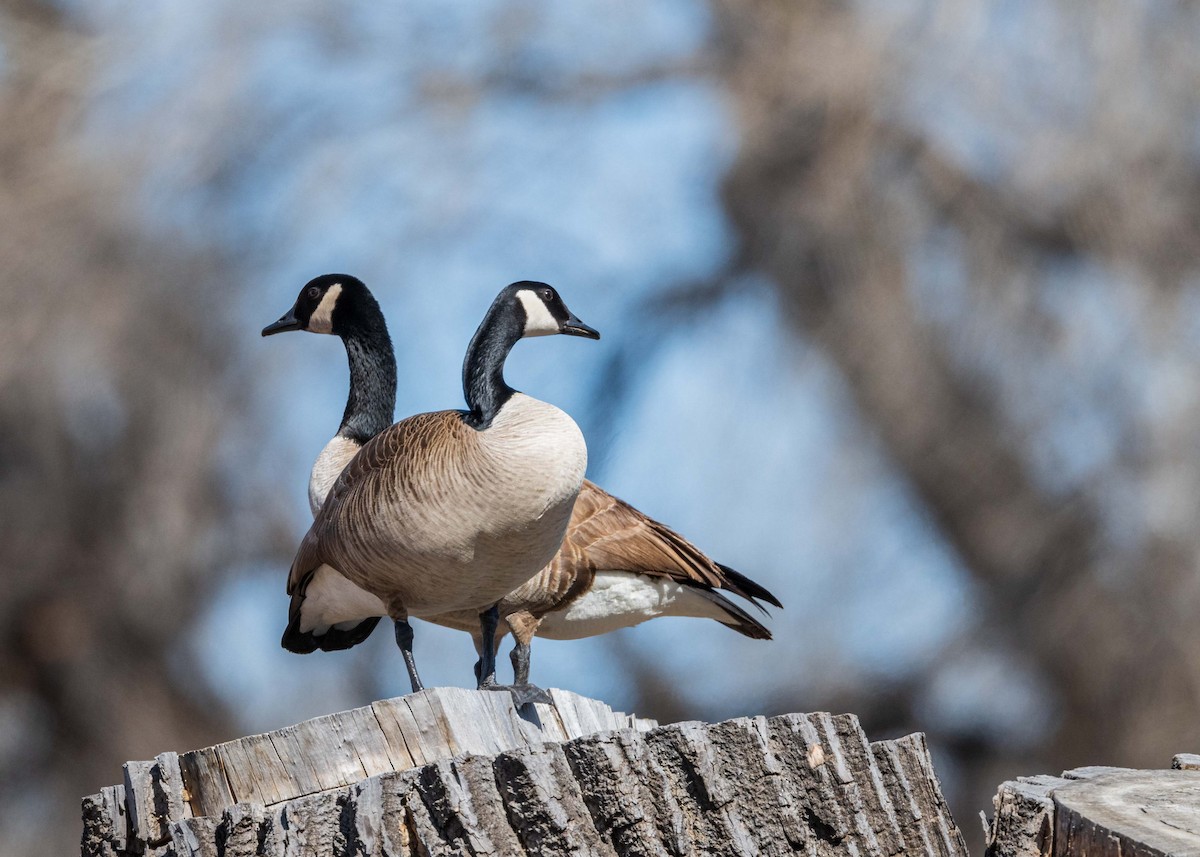 Canada Goose - Isaac Ho