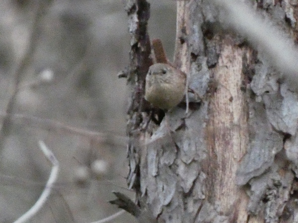 Troglodyte des forêts - ML615845978