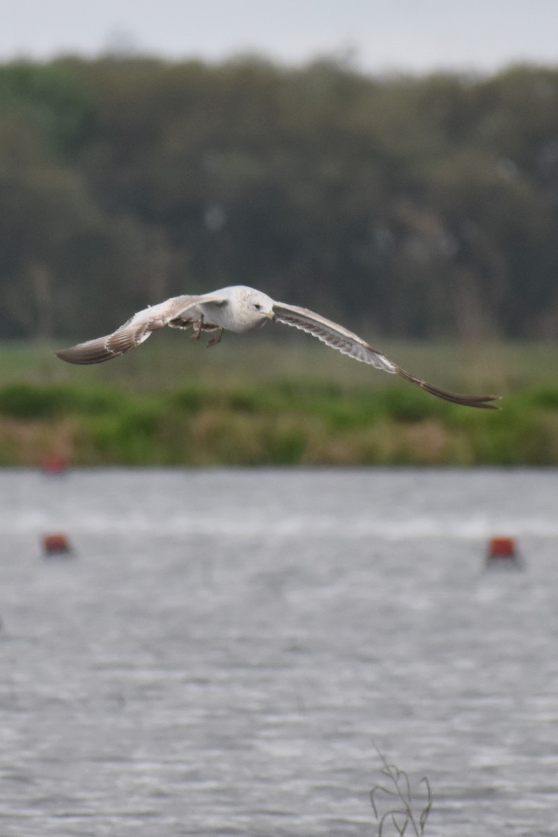 Ring-billed Gull - ML615845980