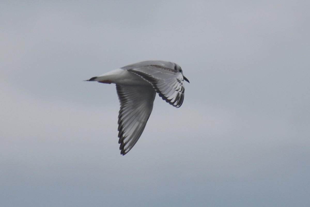 Bonaparte's Gull - ML615846030