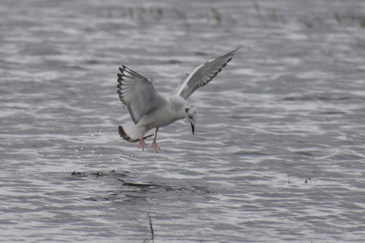 Bonaparte's Gull - Claire H