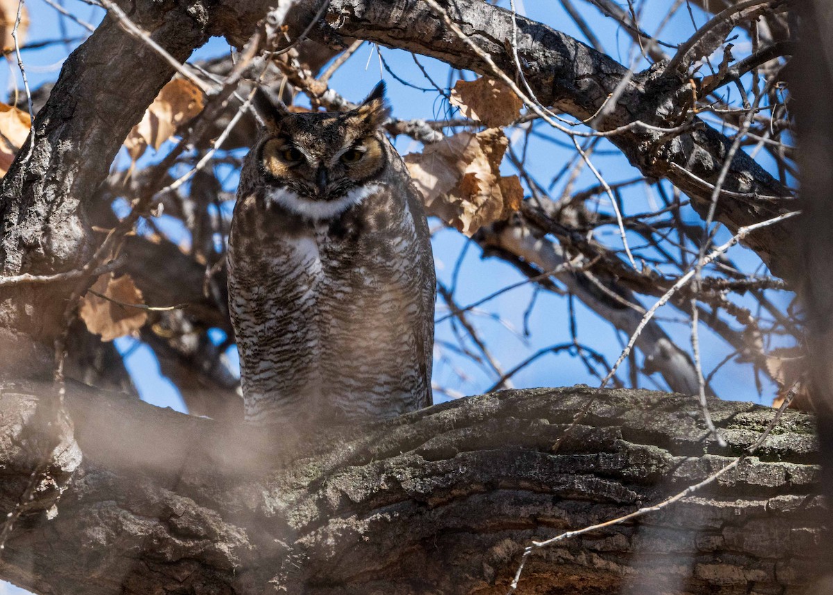 Great Horned Owl - ML615846072