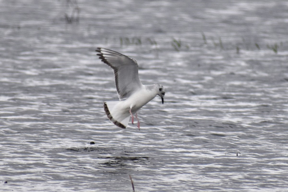 Bonaparte's Gull - ML615846085