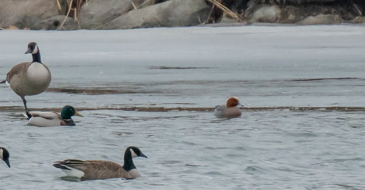 Eurasian Wigeon - ismael chavez