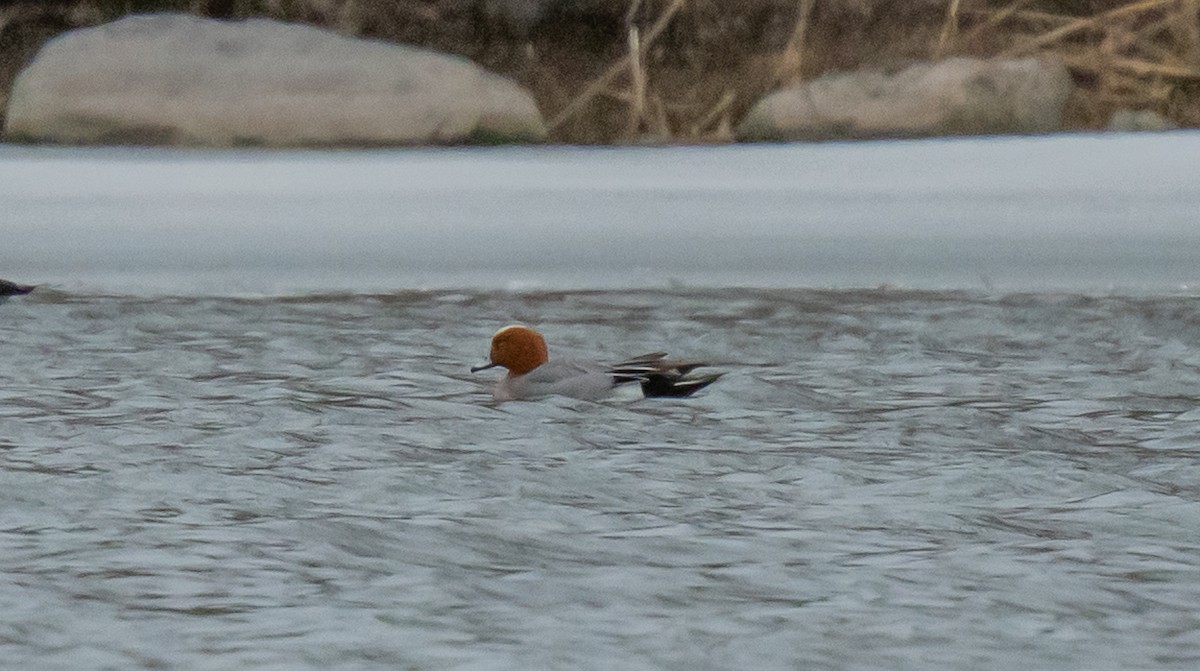 Eurasian Wigeon - ismael chavez