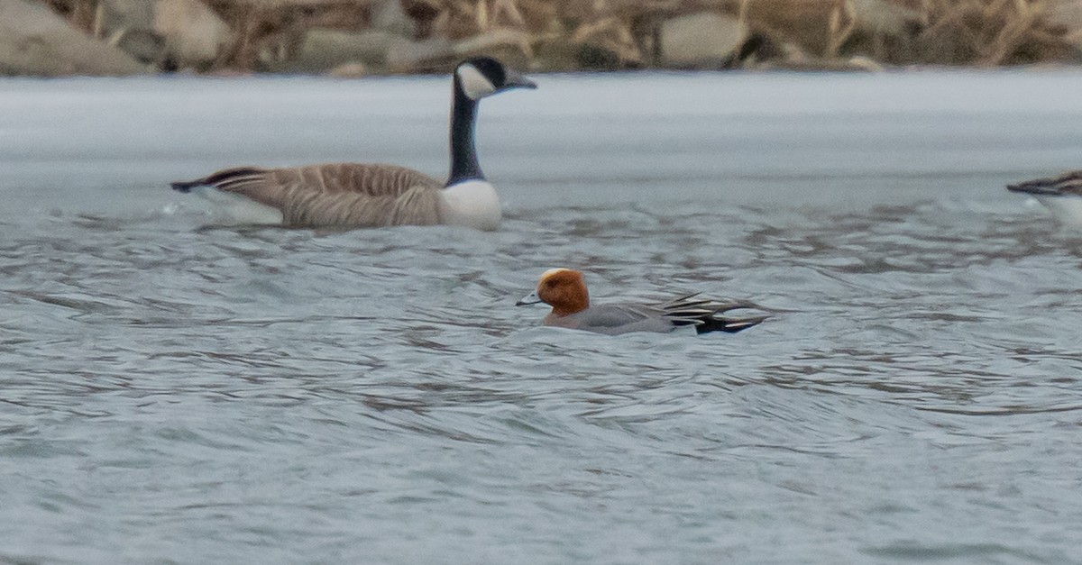 Eurasian Wigeon - ismael chavez