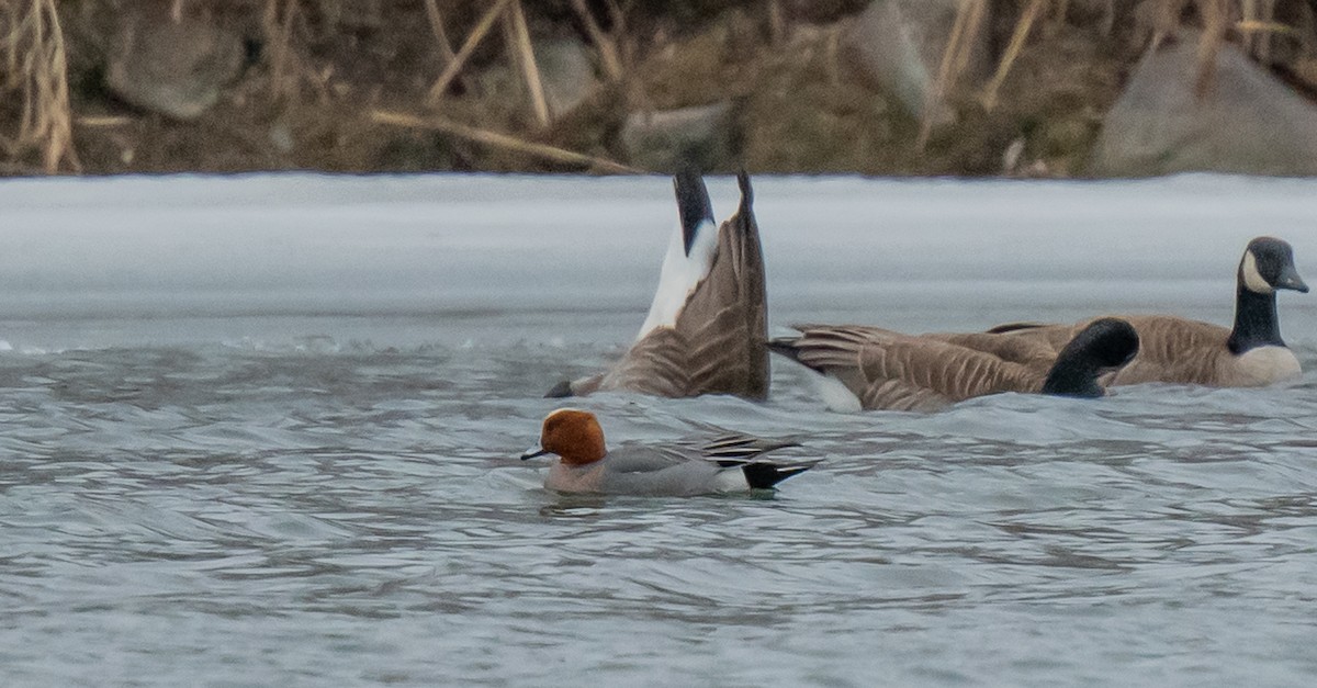 Eurasian Wigeon - ismael chavez