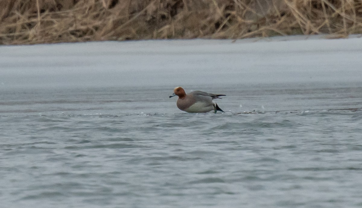 Eurasian Wigeon - ML615846123