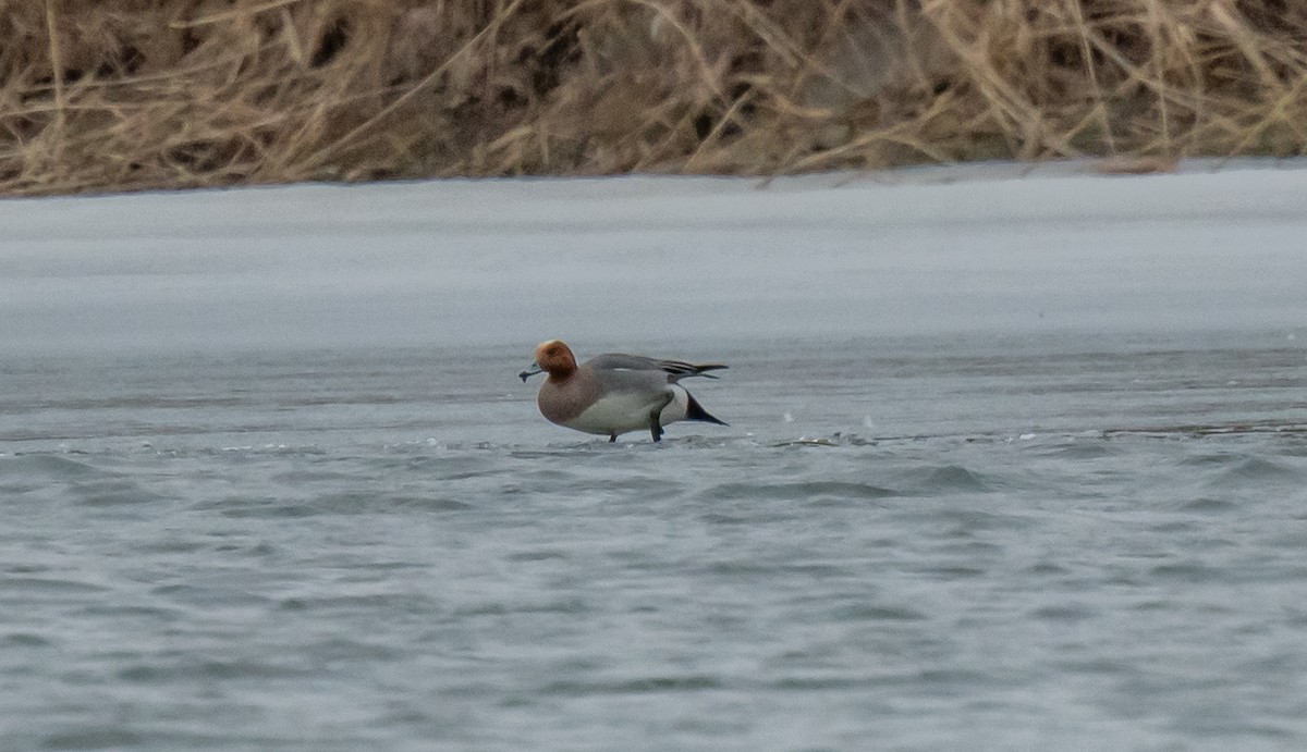 Eurasian Wigeon - ML615846124