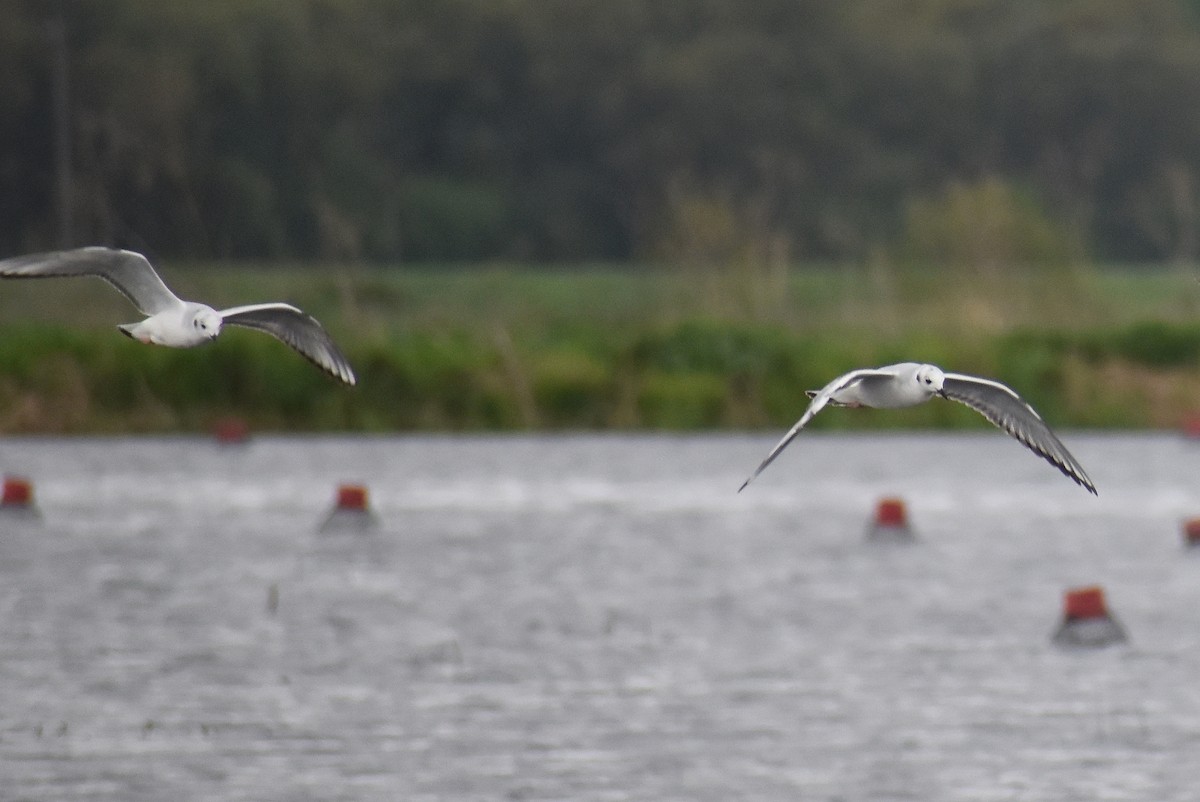 Bonaparte's Gull - ML615846136