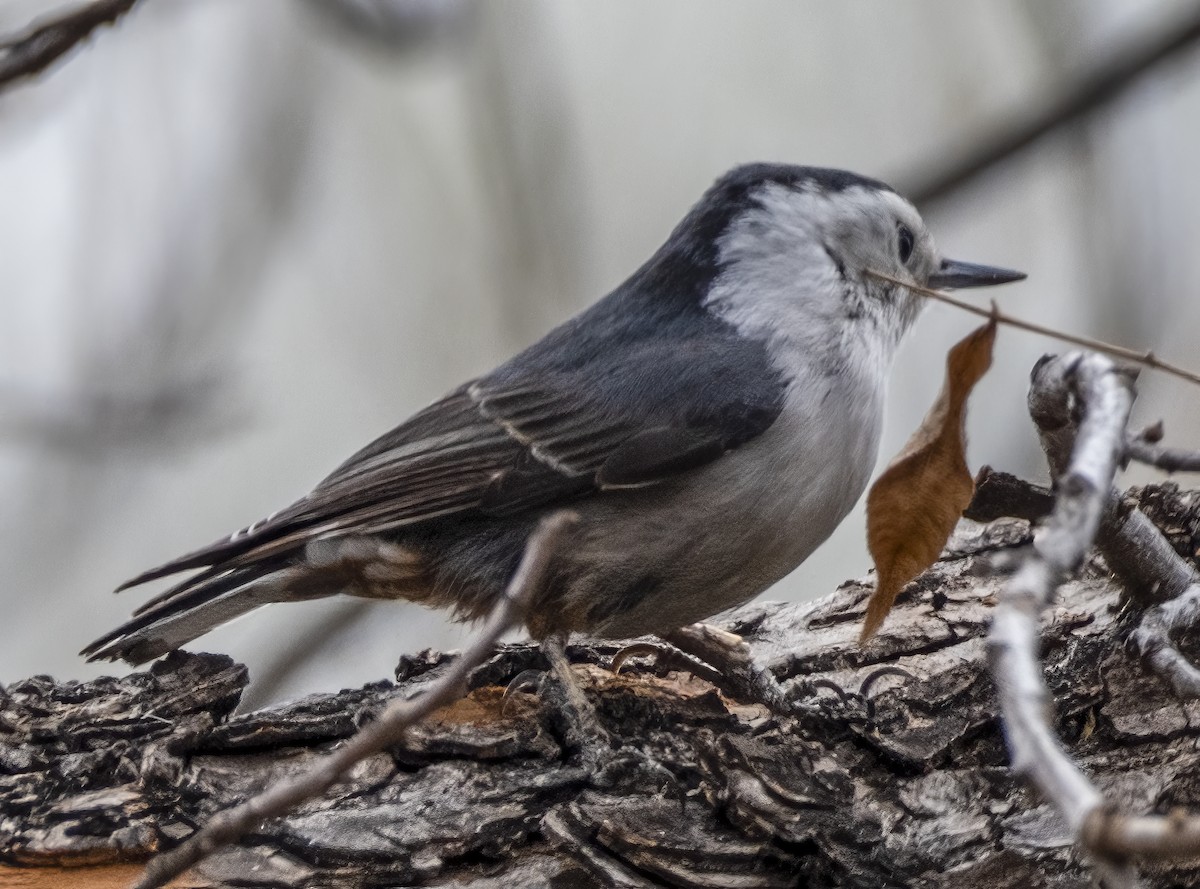White-breasted Nuthatch - ML615846137