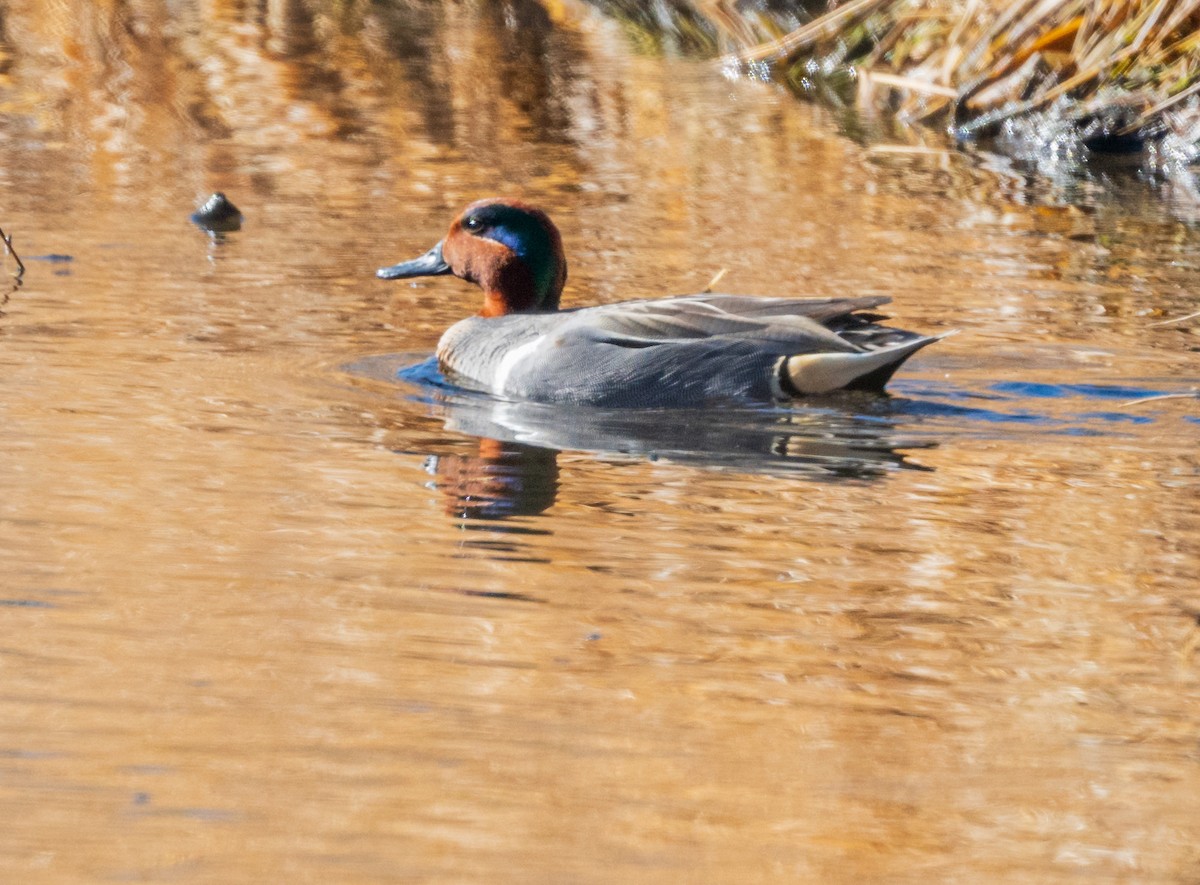 Green-winged Teal - ML615846142