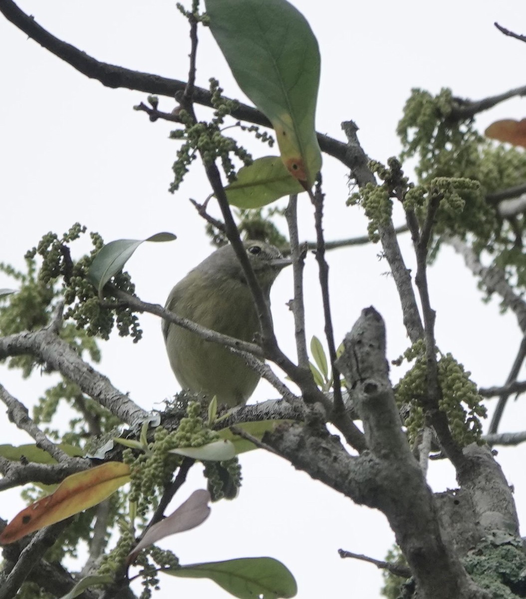 Orange-crowned Warbler - ML615846143