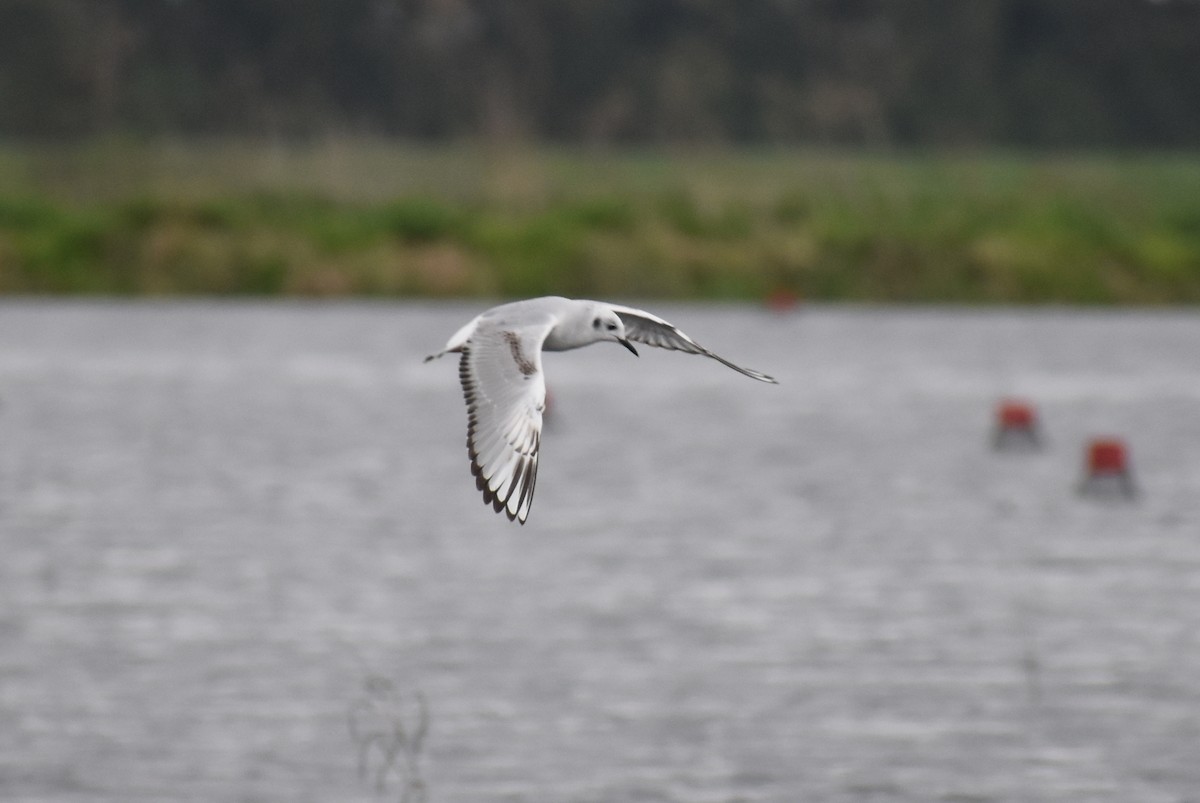 Bonaparte's Gull - ML615846201