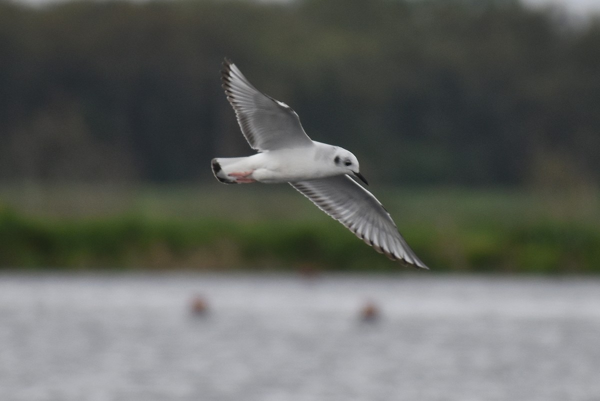 Bonaparte's Gull - ML615846239